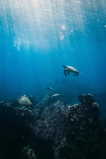 what turtles teach us spiritually