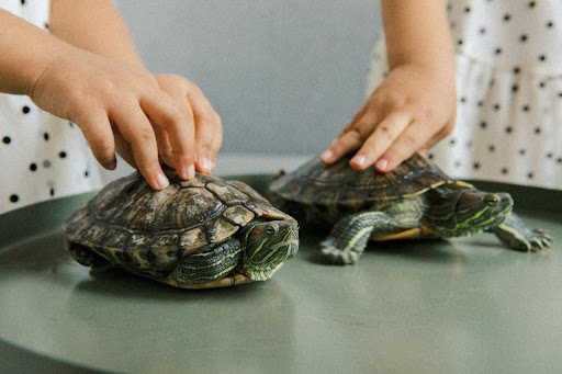 Why Turtles Symbolize Strength in Stories